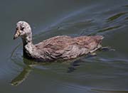 Picture/image of American Coot