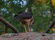 Picture/image of Sharp-shinned Hawk