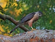 Picture/image of Sharp-shinned Hawk
