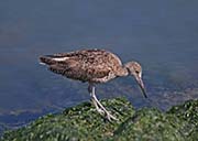 Picture/image of Willet