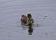 Picture/image of American Wigeon