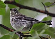 Picture/image of Yellow-rumped Myrtle Warbler