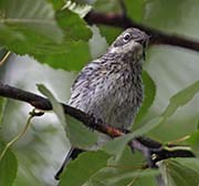 Picture/image of Yellow-rumped Myrtle Warbler