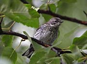Picture/image of Yellow-rumped Myrtle Warbler