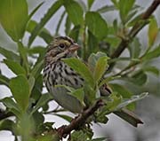 Picture/image of Savannah Sparrow