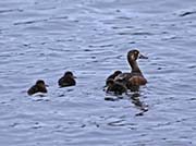 Picture/image of Greater Scaup