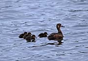 Picture/image of Greater Scaup