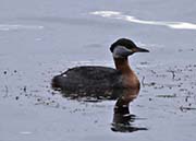 Picture/image of Red-necked Grebe