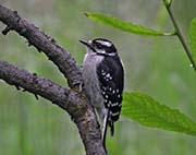 Picture/image of Downy Woodpecker