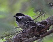Picture/image of Black-capped Chickadee