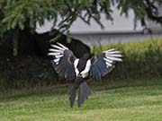 Picture/image of Black-billed Magpie