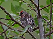 Picture/image of Common Redpoll
