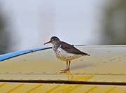 Picture/image of Spotted Sandpiper