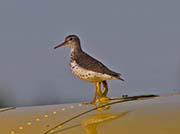 Picture/image of Spotted Sandpiper