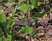 Picture/image of Dark-eyed Junco