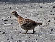 Picture/image of Spruce Grouse
