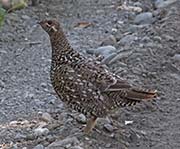 Picture/image of Spruce Grouse