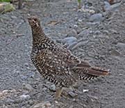Picture/image of Spruce Grouse