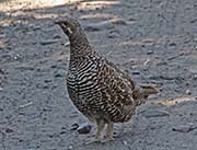Picture/image of Spruce Grouse