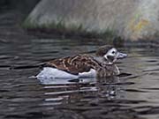 Picture/image of Long-tailed Duck