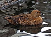 Picture/image of King Eider