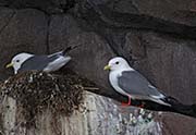 Picture/image of Red-legged Kittiwake
