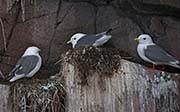 Picture/image of Red-legged Kittiwake