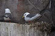 Picture/image of Red-legged Kittiwake