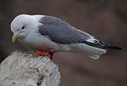 Picture/image of Red-legged Kittiwake