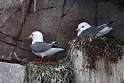 Picture/image of Red-legged Kittiwake