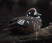 Picture/image of Harlequin Duck