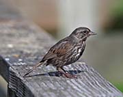 Picture/image of Song Sparrow