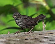 Picture/image of Song Sparrow