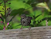 Picture/image of Song Sparrow