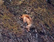 Picture/image of Resurrection Bay