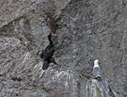  Red-faced Cormorant