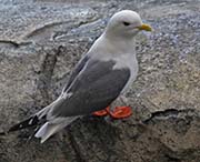 Picture/image of Red-legged Kittiwake
