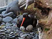 Picture/image of Black Oystercatcher