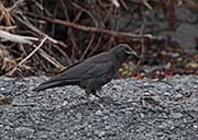 Picture/image of Northwestern Crow