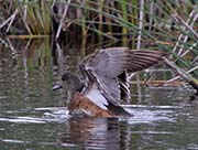 Picture/image of American Wigeon