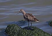 Picture/image of Willet