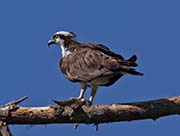 Picture/image of Osprey