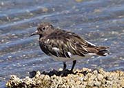 Picture/image of Black Turnstone
