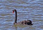Picture/image of Black Swan
