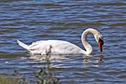 Picture/image of Mute Swan