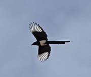 Picture/image of Black-billed Magpie
