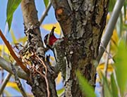 Picture/image of Red-naped Sapsucker