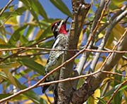 Picture/image of Red-naped Sapsucker