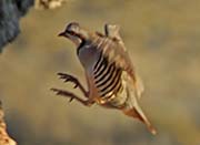 Picture/image of Chukar