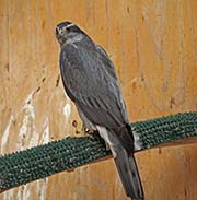 Picture/image of Northern Goshawk
